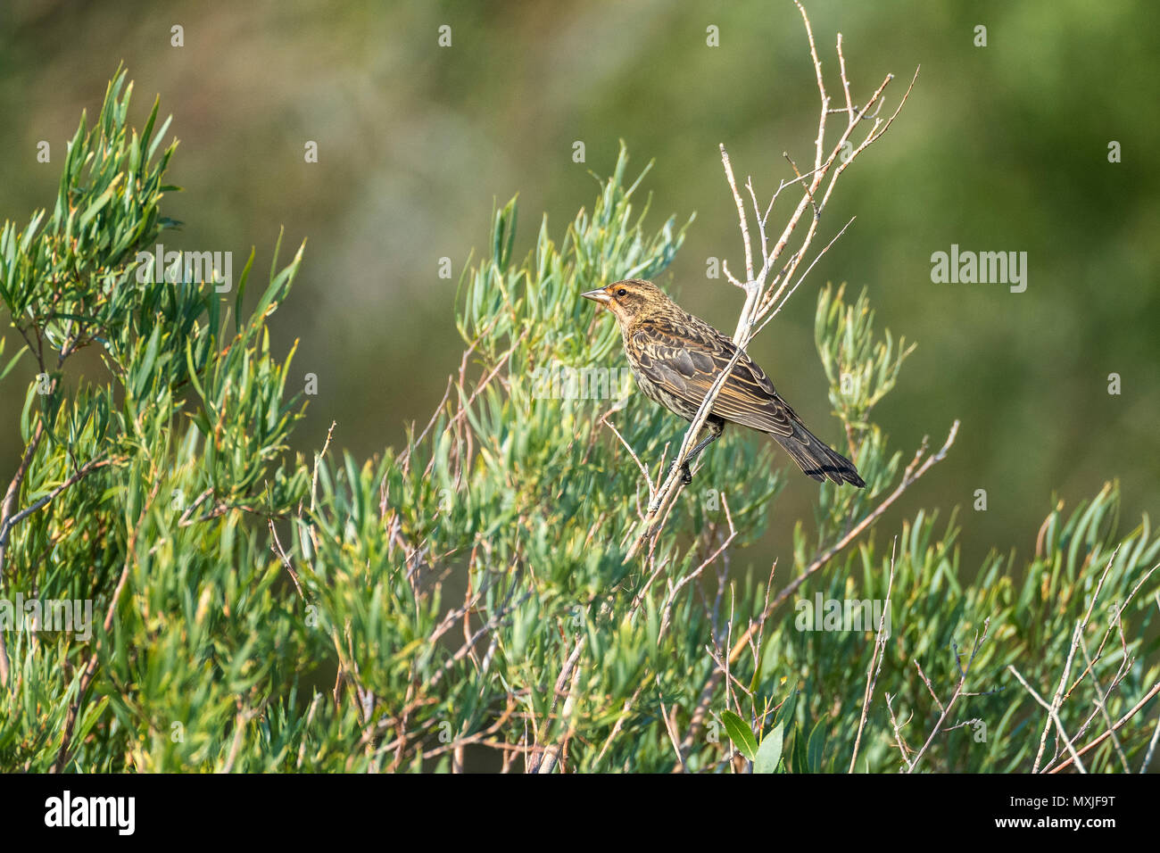Female Red-winged Blackbird perched in willow bush. Stock Photo