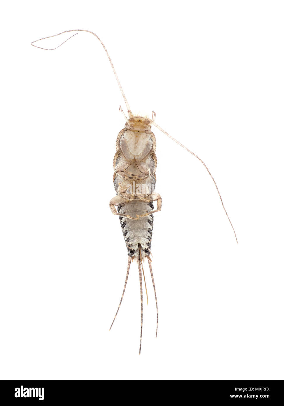 Four-lined silverfish (Ctenolepisma lineata), ventral view Stock Photo