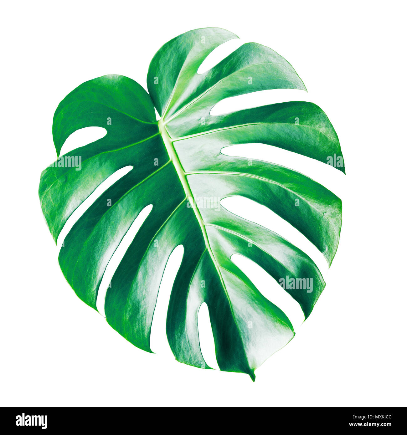 Green leave of Philodendron (Monstera deliciosa) isolated on white background Stock Photo