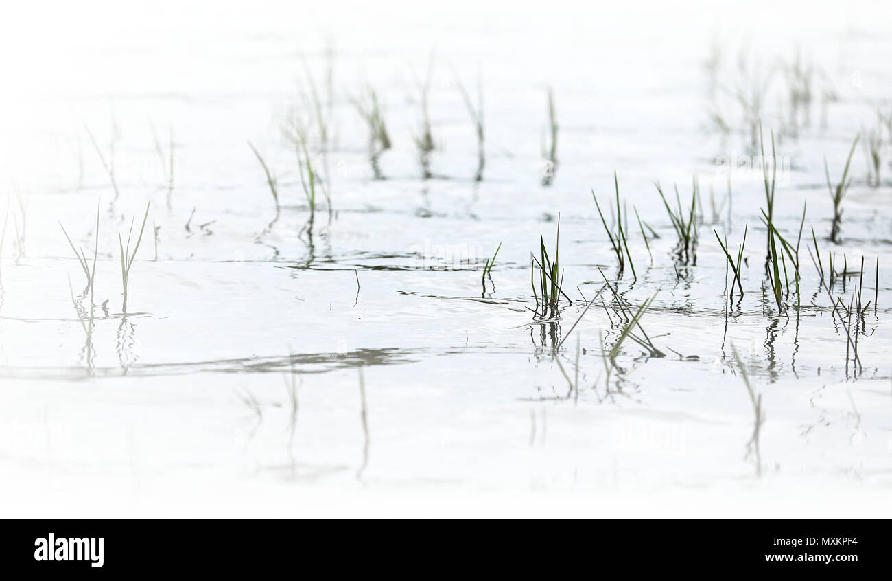 simple washed out, elegant design of wetland grasses reflecting in the inky rippled water of a lake in flood. beautiful calming peaceful shot perfect  Stock Photo
