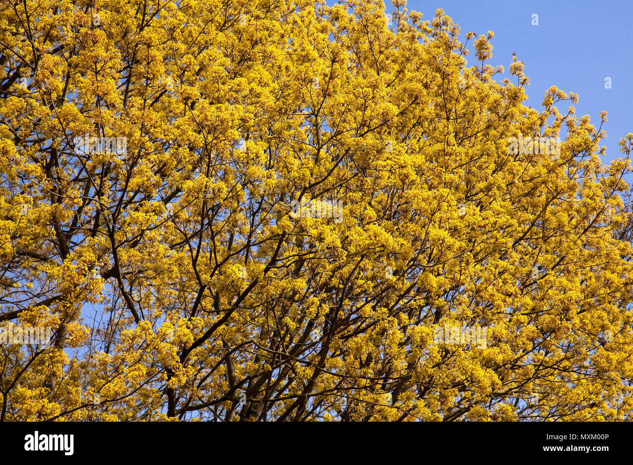 Germany, Ruhr Area, Wetter at the river Ruhr, a maple tree in bloom.  Deutschland, Ruhrgebiet, Wetter an der Ruhr, Ahorn in der Bluete. Stock Photo
