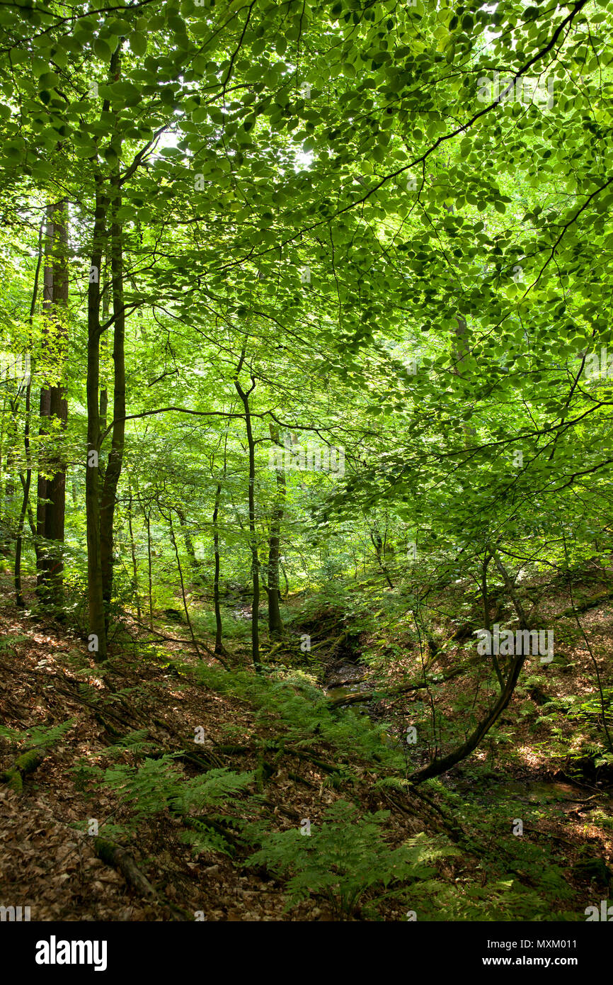 Germany, spring in a forest at the Ruhrhoehenweg in the Ardey mountains near Wetter on the river Ruhr.  Deutschland, Fruehling im Wald am Ruhrhoehenwe Stock Photo