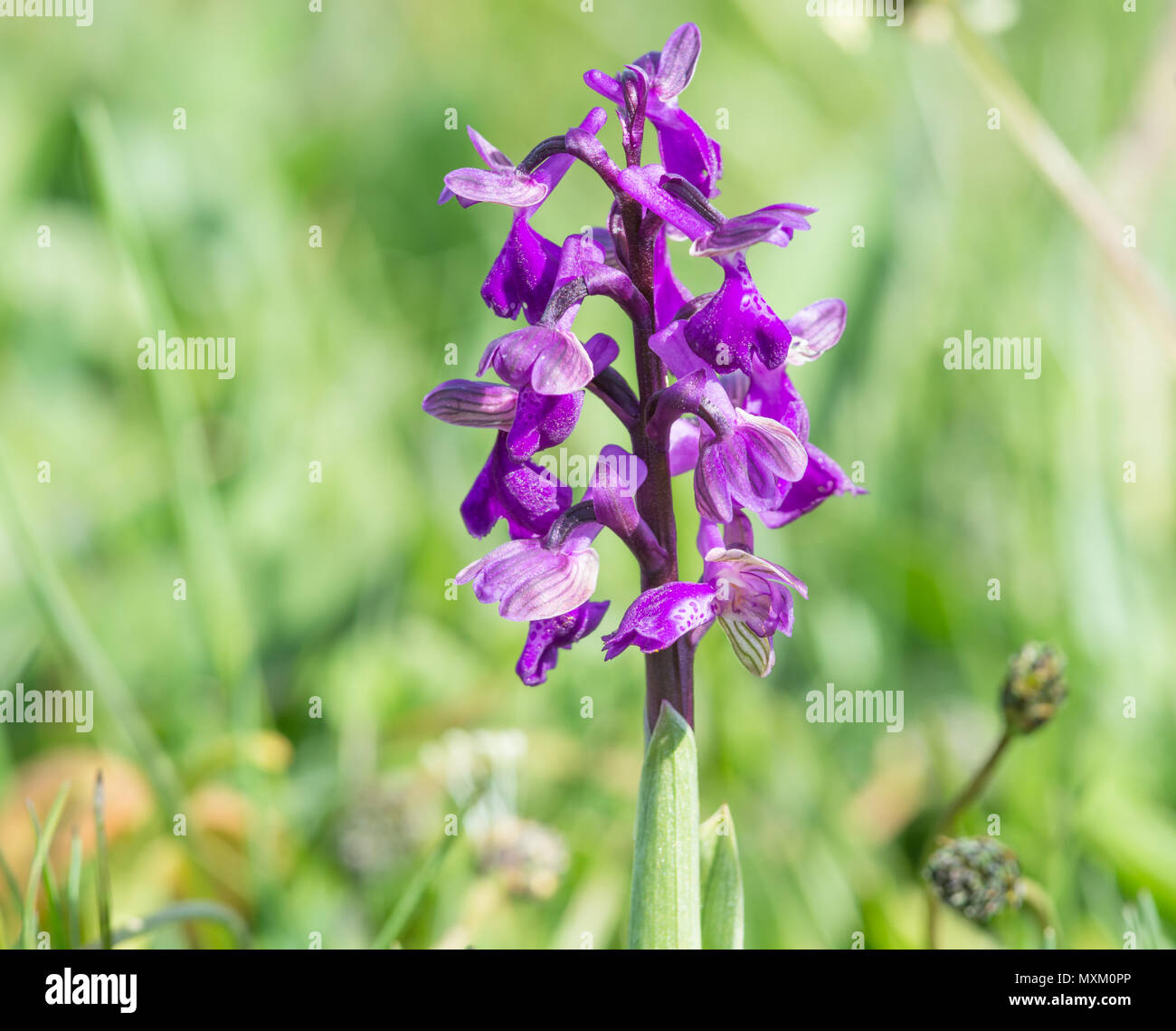 Orchis morio, Green Winged Orchid. Stock Photo
