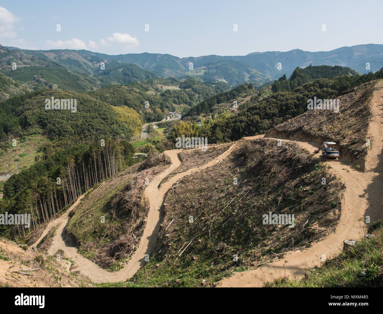 Japan forestry. Sugi plantation forest after harvest, rural landscape, Shikoku, Japan Stock Photo