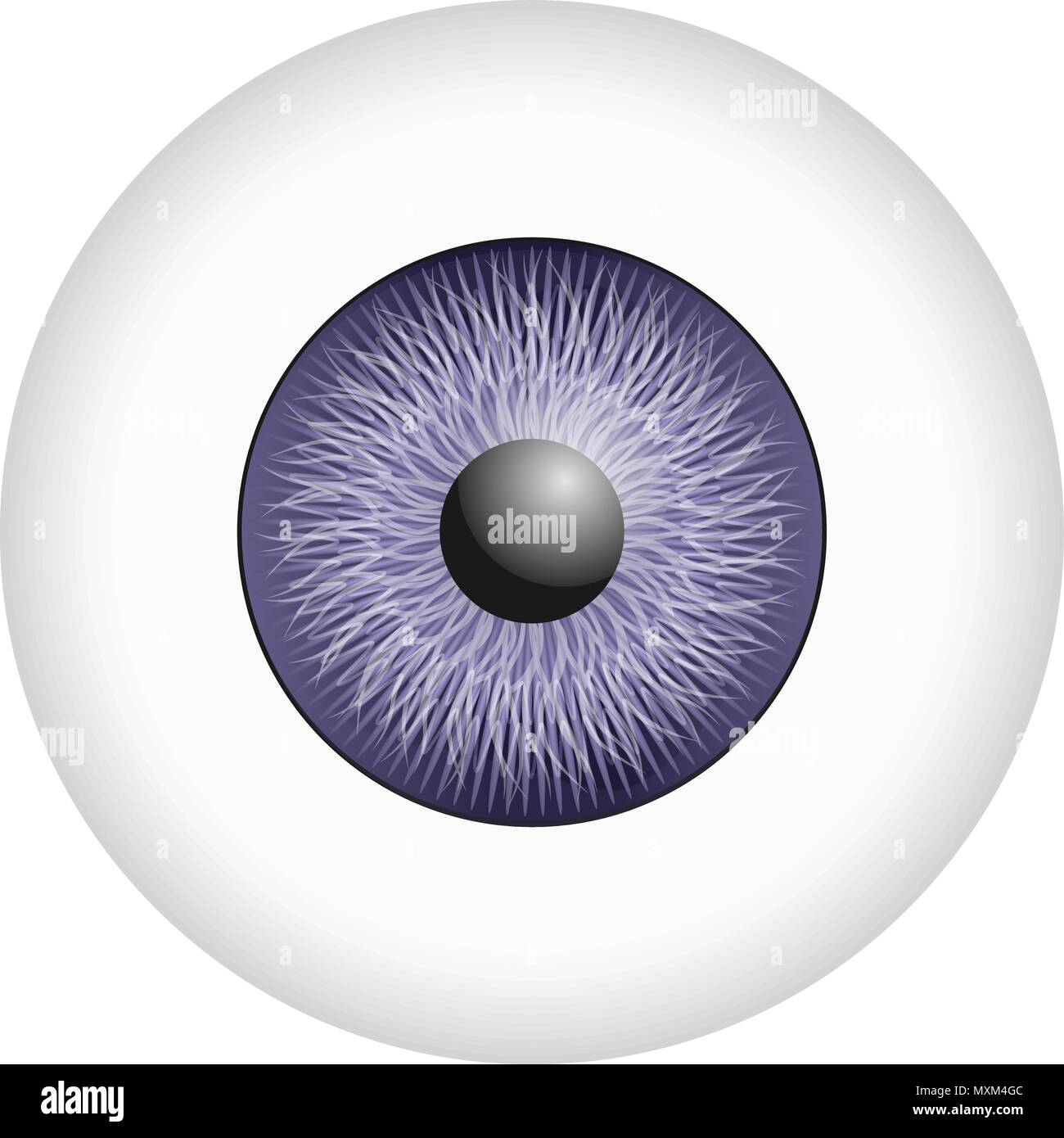 Realistic vector human brain model hi-res stock photography and images ...