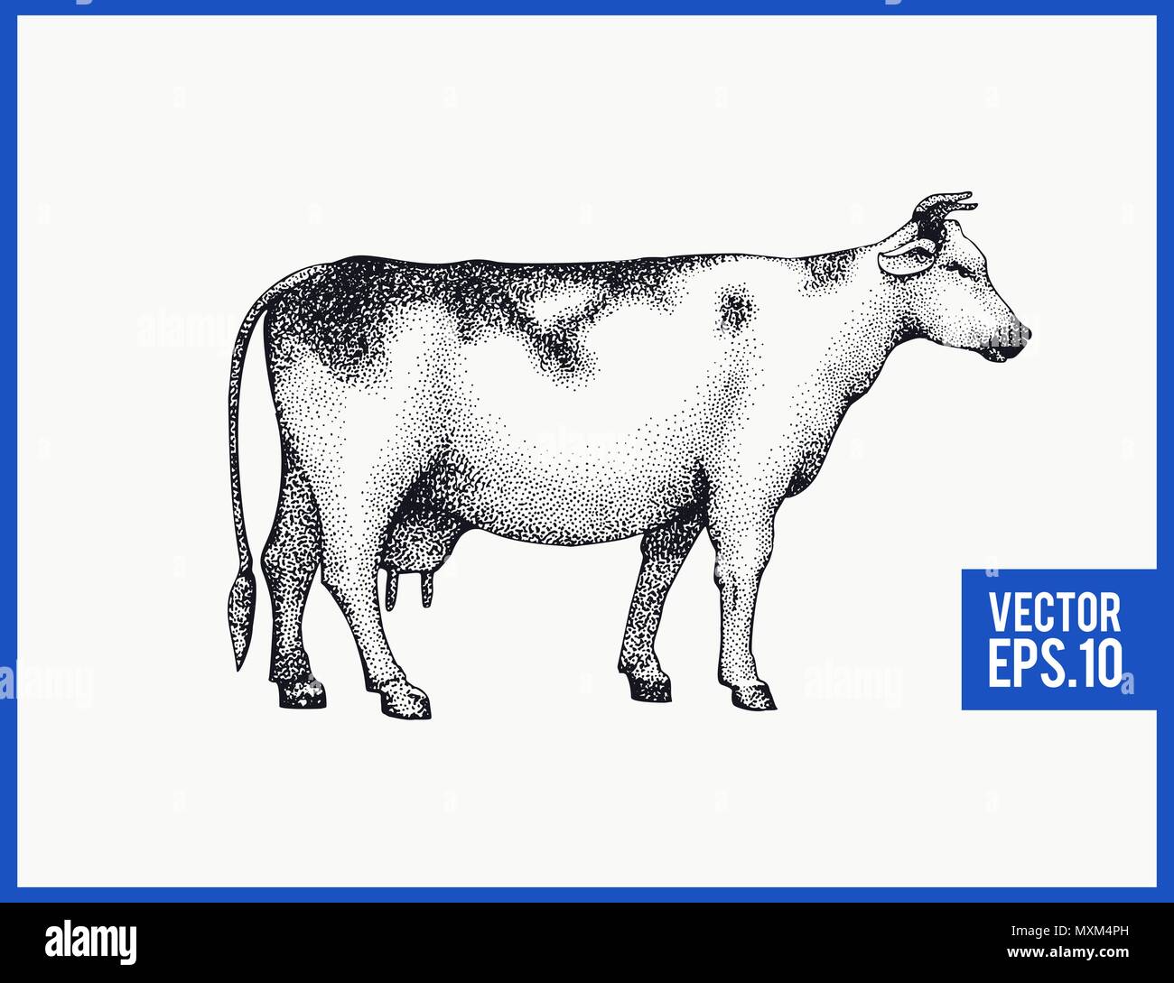 Hand drawn cow hi-res stock photography and images - Alamy