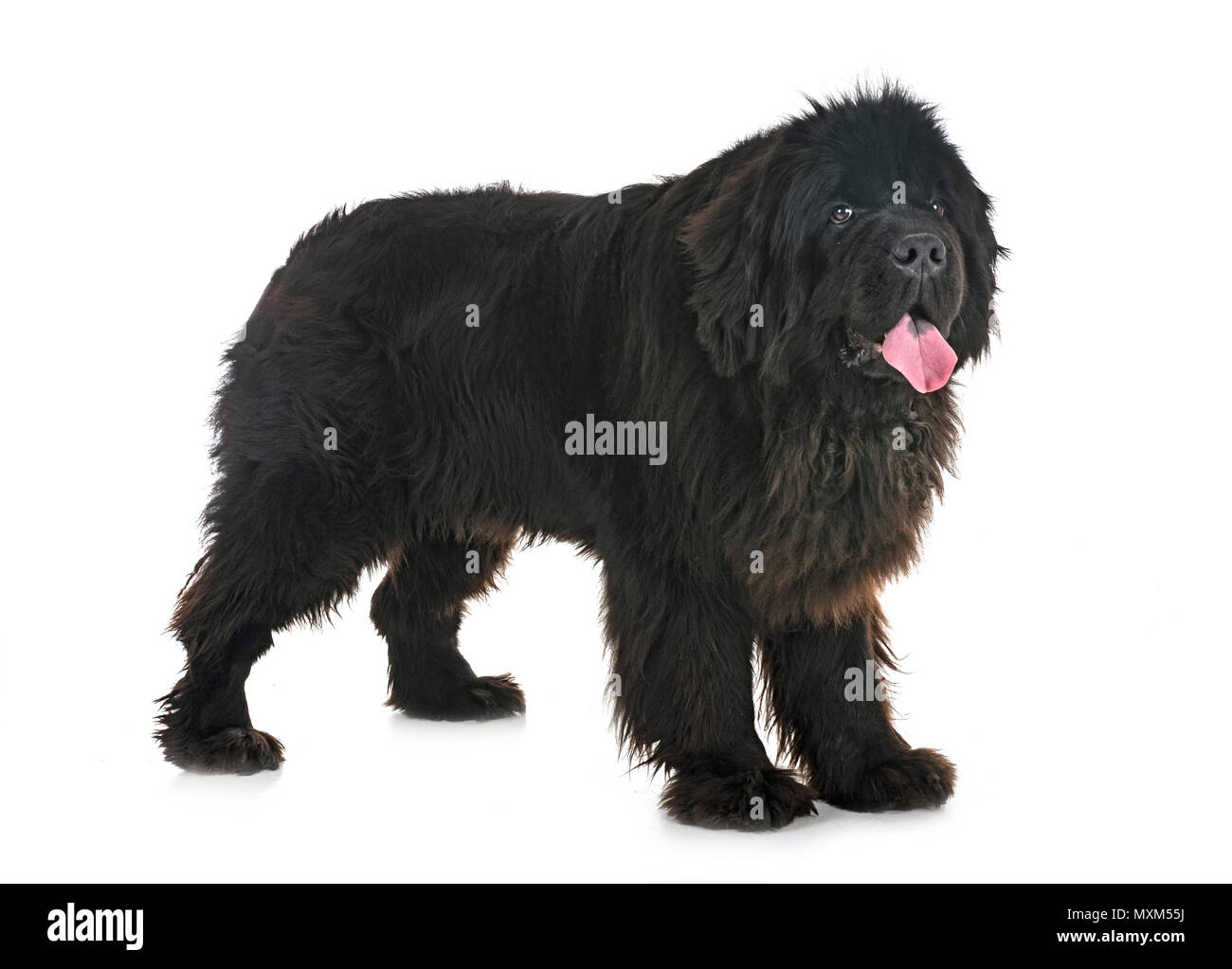 newfoundland dog in front of white background Stock Photo Alamy