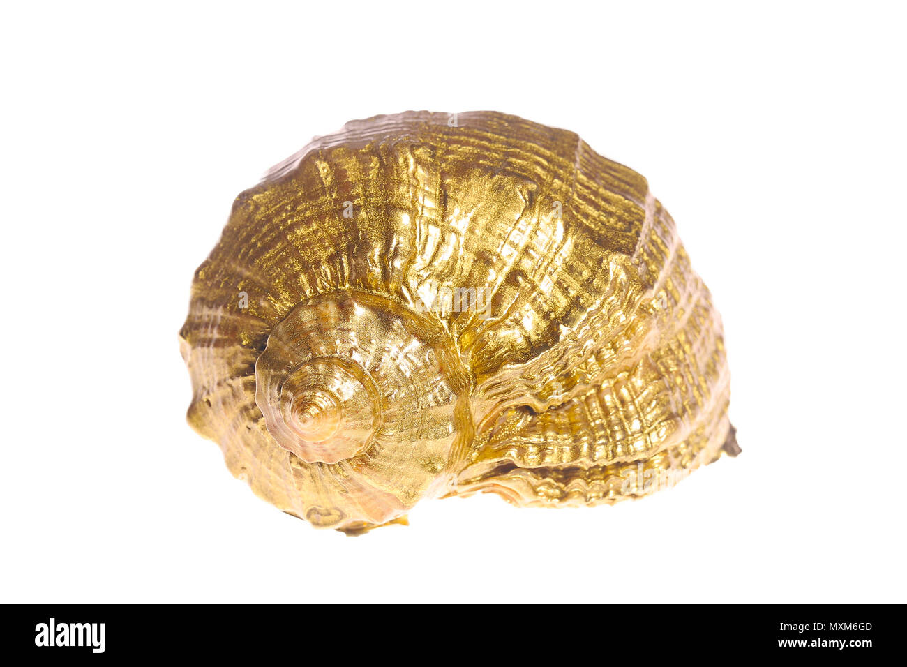 Golden ammonites Cut Out Stock Images & Pictures - Alamy