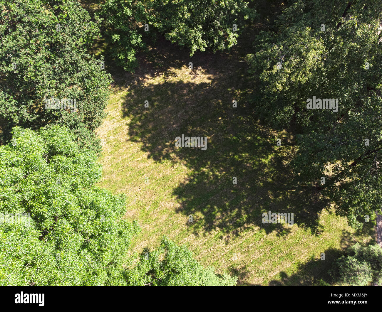 green trees in summer park at sunny morning. aerial view Stock Photo