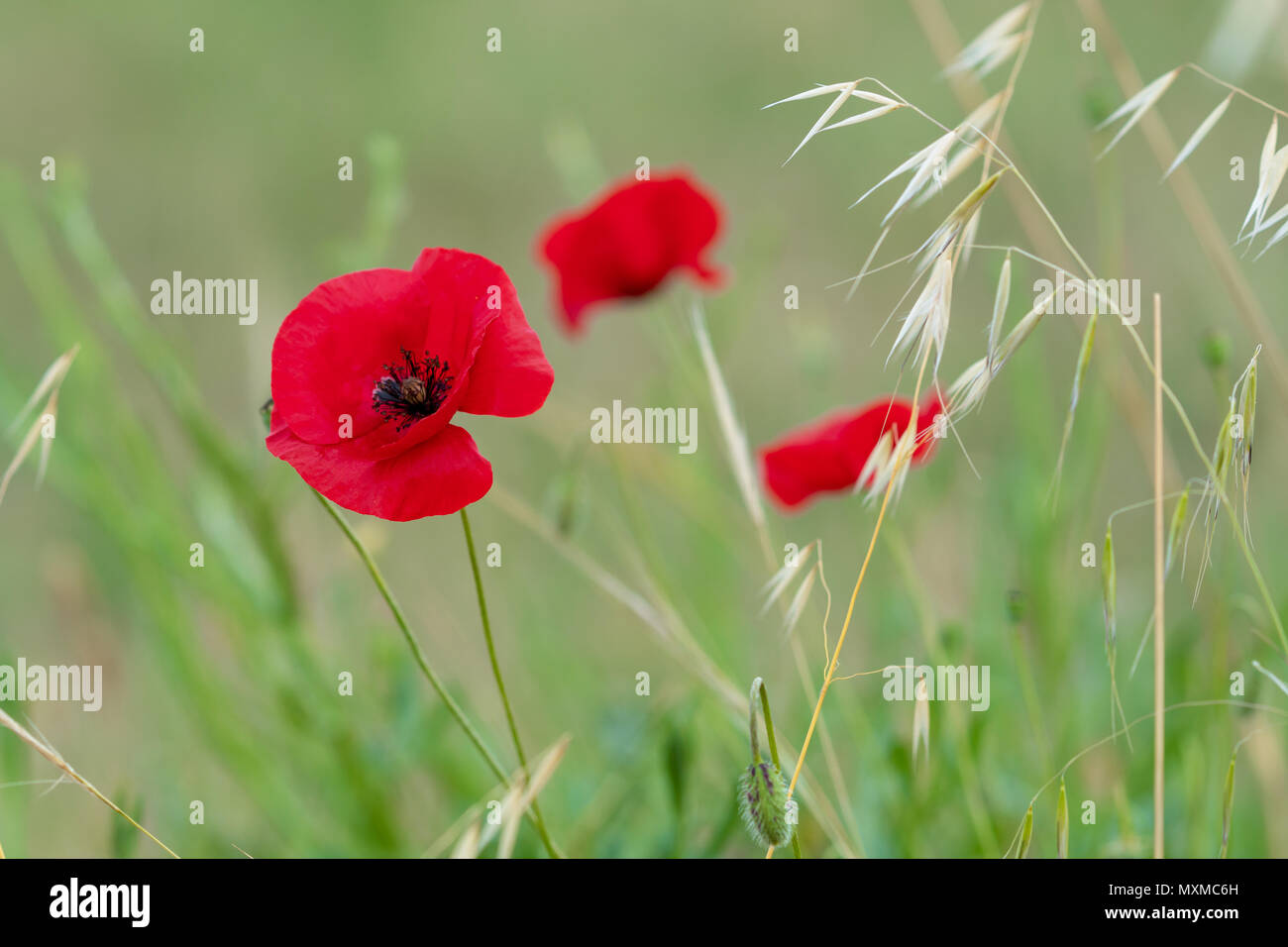Beautiful red poppy flower with green grass in nature. Stock Photo