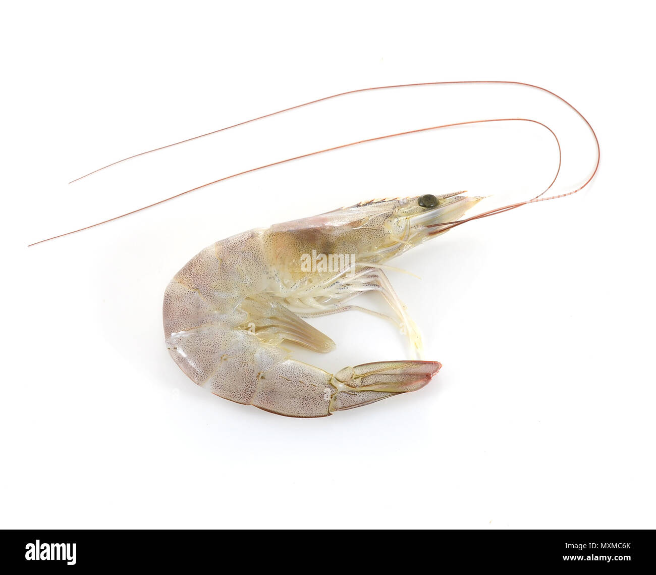 shrimps on white background Stock Photo