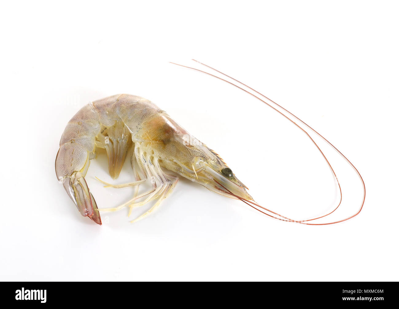 shrimps on white background Stock Photo