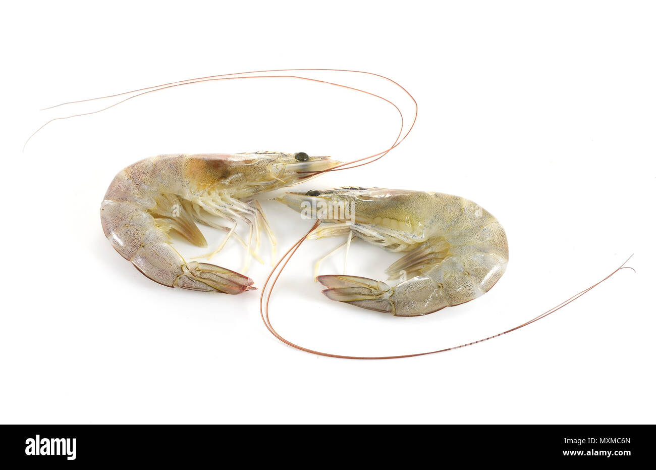shrimps on white background Stock Photo