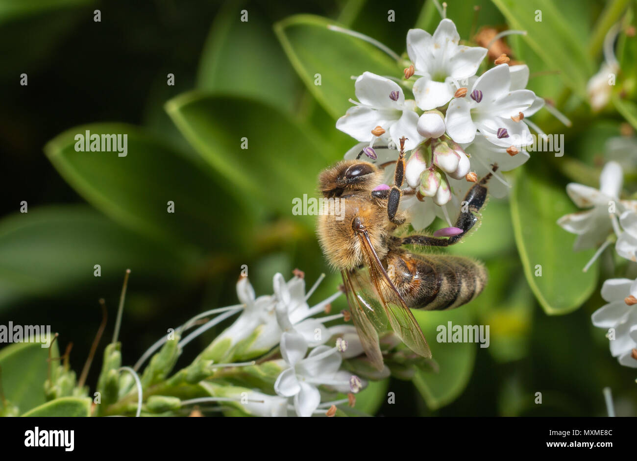 close up of a wild bee gathering nectar from white flowers Stock Photo