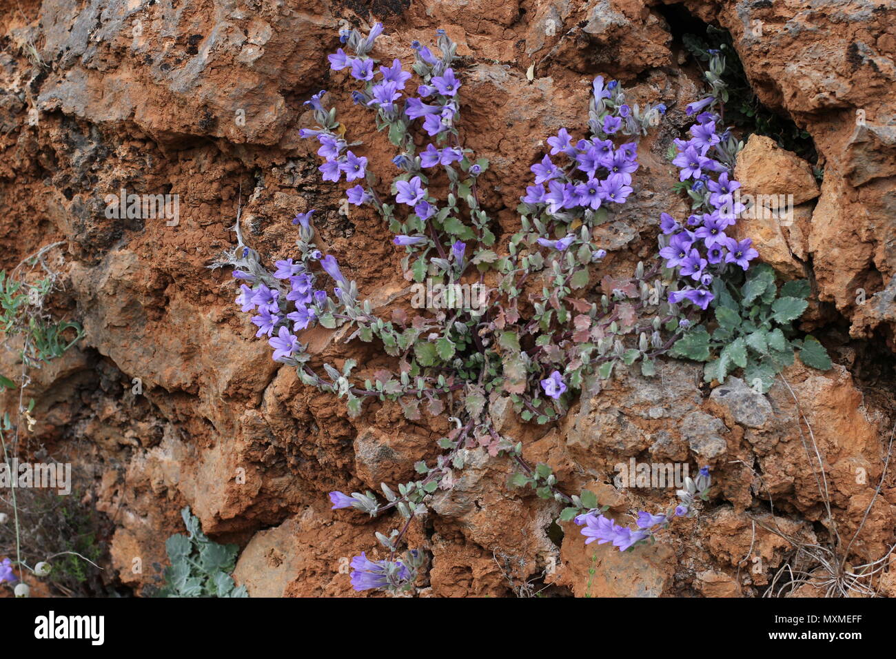 Campanula topaliana on the mountain Chelmos in the Greece Stock Photo