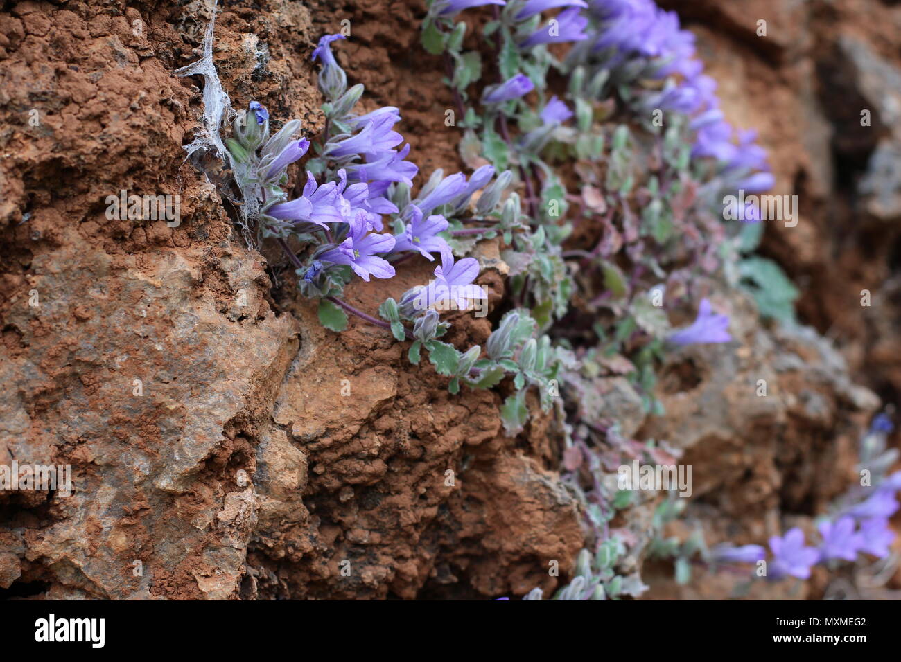 Campanula topaliana on the mountain Chelmos in the Greece Stock Photo