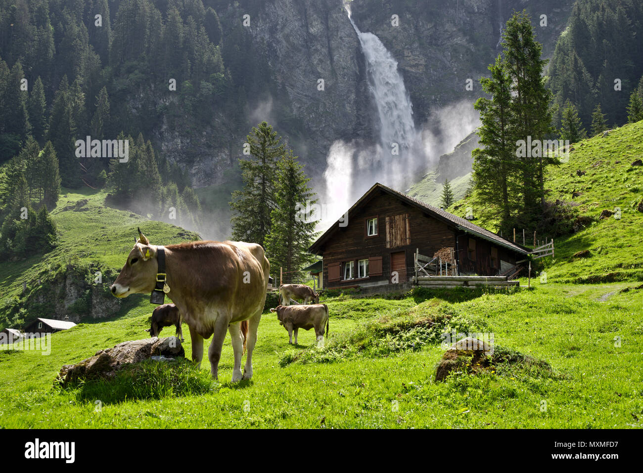 Waterfall, cottage, green surrounding and cows - clic postcard motive from Switzerland Stock Photo