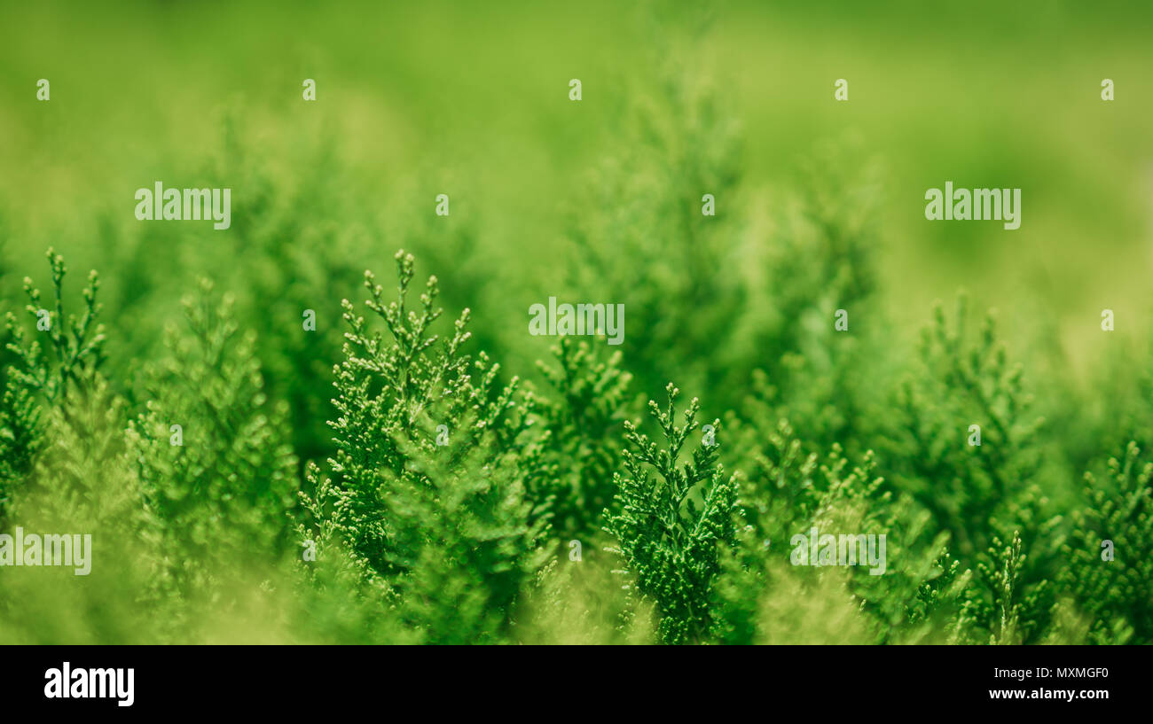 Background of Christmas tree branches.Closeup green nature . Stock Photo