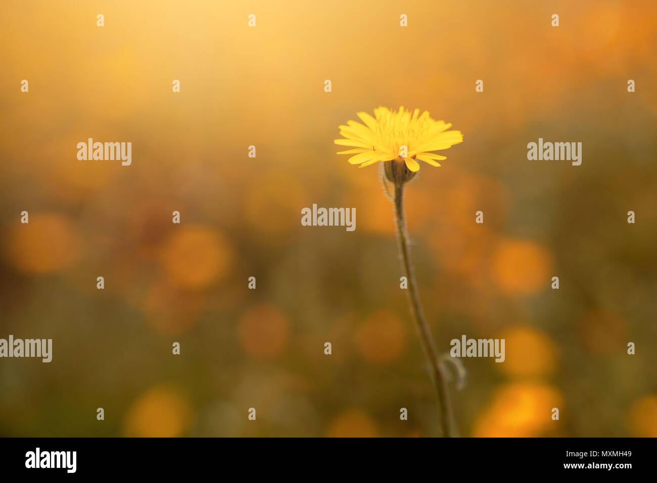Natural yellow daisy growing in a flower garden. Stock Photo