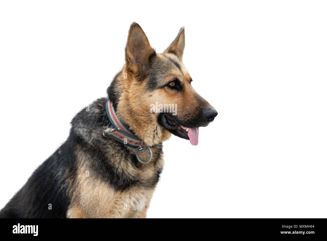 Close up German Shepherd isolated on white background. Stock Photo