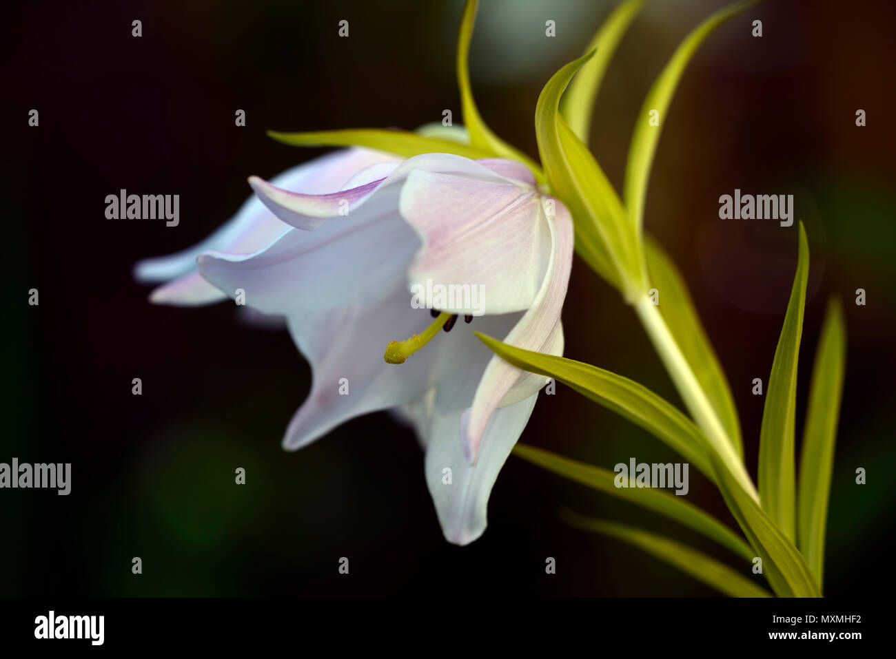 Lilium mackliniae shirui siroi lily hires stock photography and images