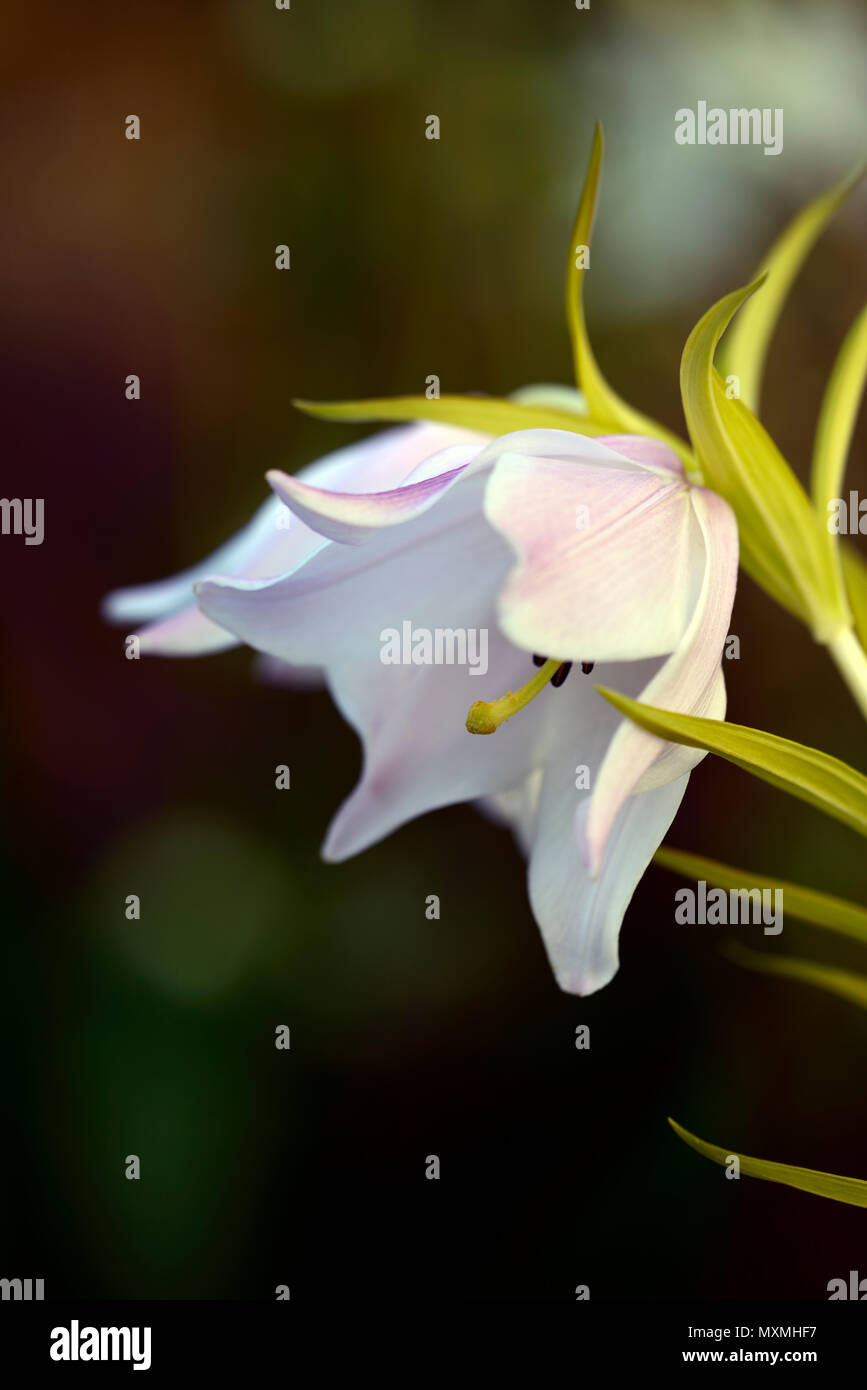 Lilium mackliniae shirui siroi lily hires stock photography and images