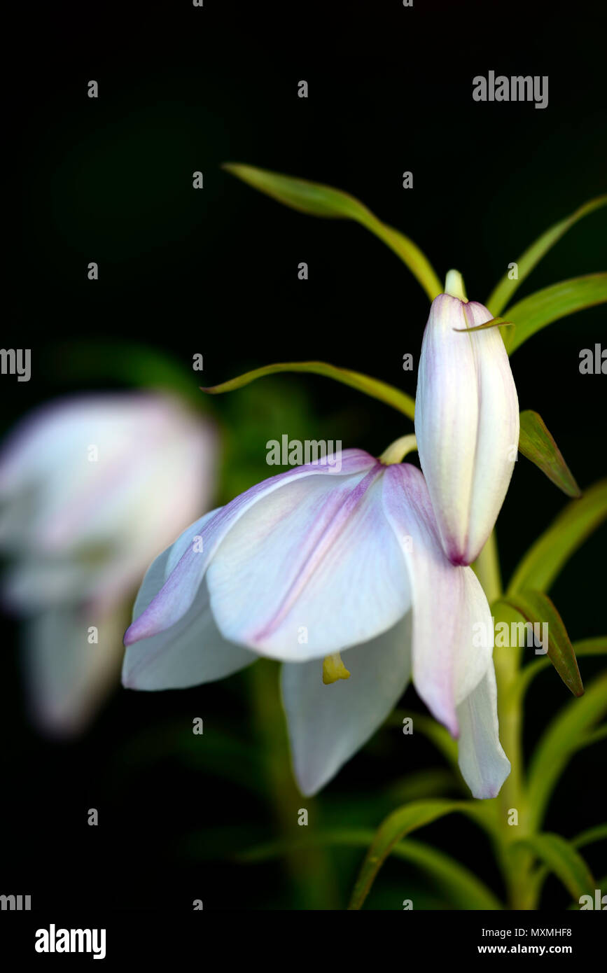 lilium mackliniae,Shirui,Siroi,lily,white,pink,species,lilies,flowers