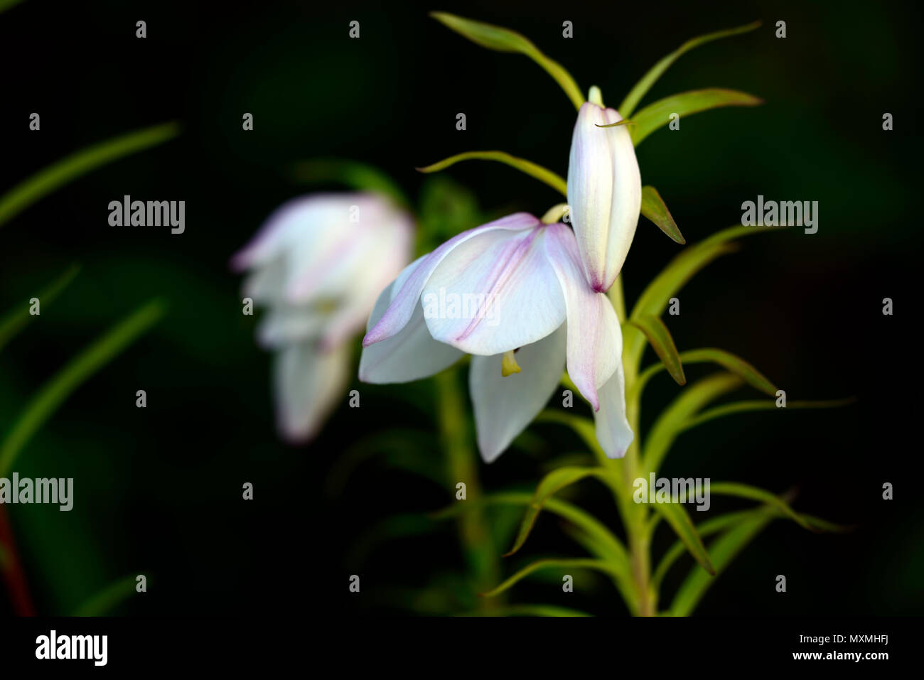 lilium mackliniae,Shirui,Siroi,lily,white,pink,species,lilies,flowers