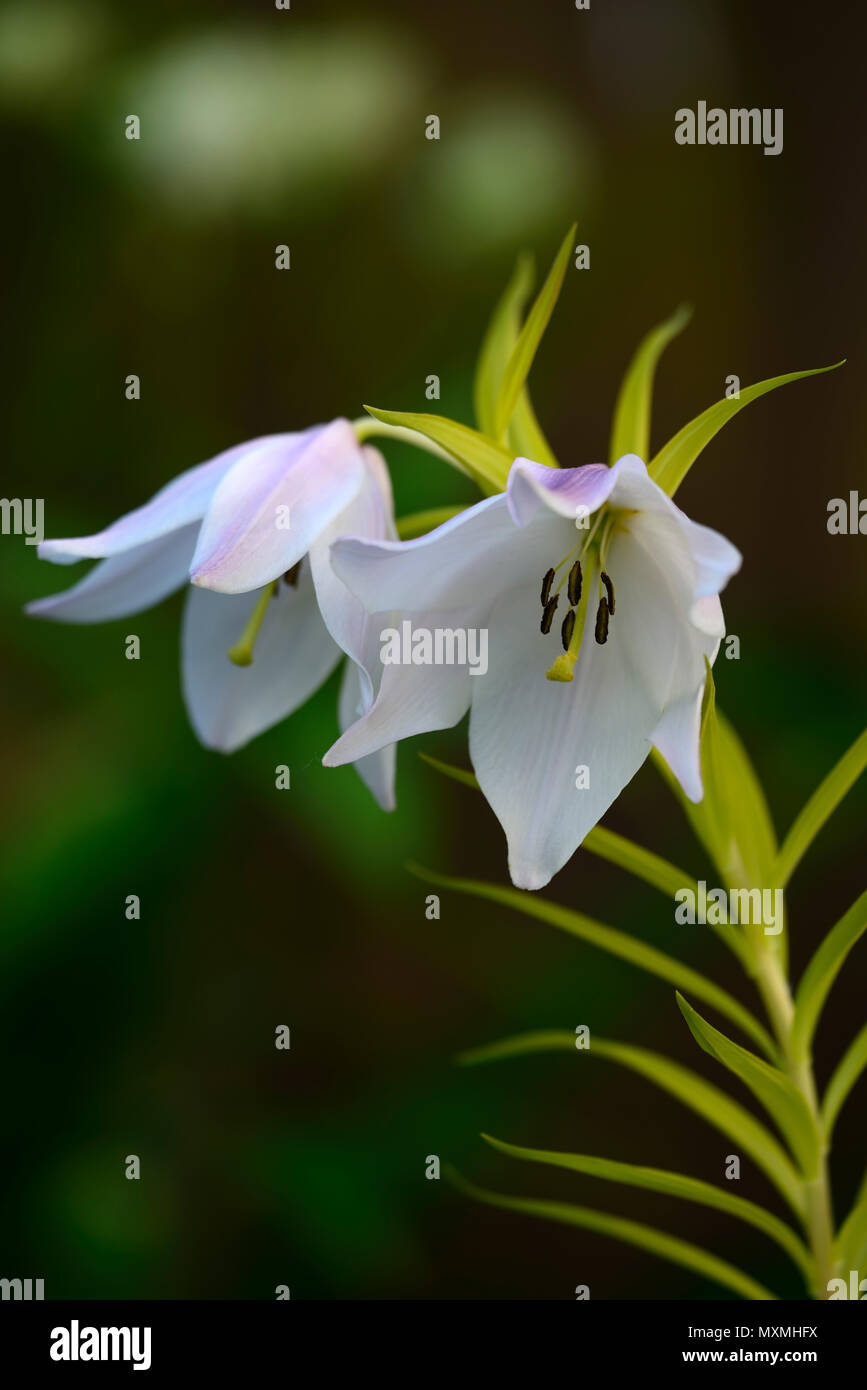 lilium mackliniae,Shirui,Siroi,lily,white,pink,species,lilies,flowers