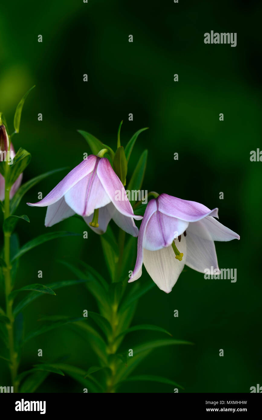 Lilium mackliniae shirui siroi lily hires stock photography and images
