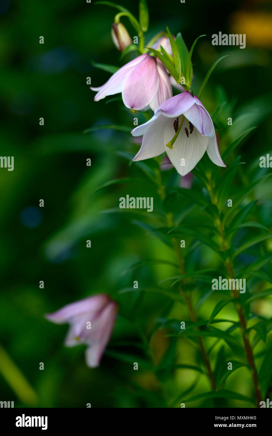 lilium mackliniae,Shirui,Siroi,lily,white,pink,species,lilies,naga form