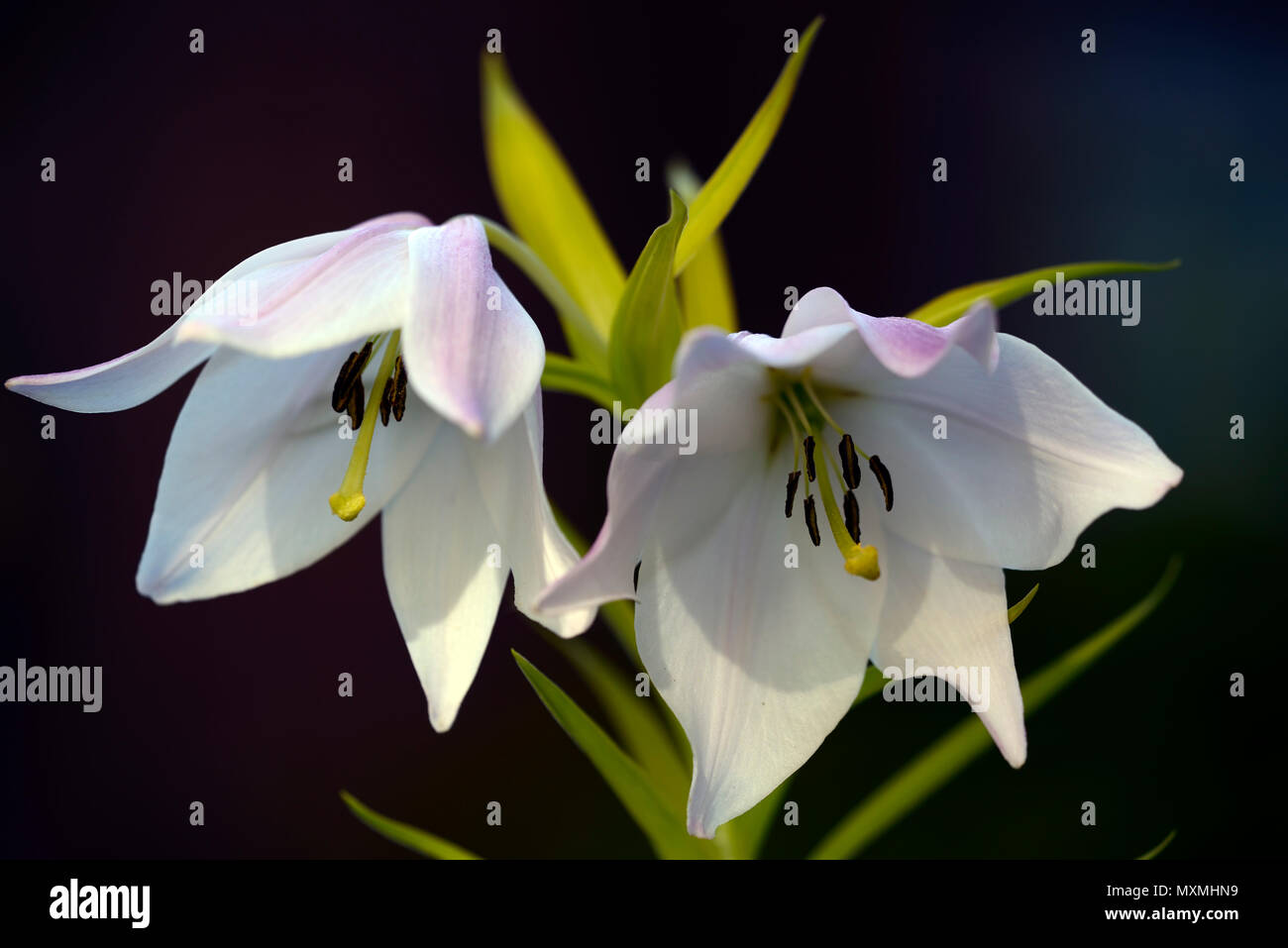 Lilium mackliniae shirui siroi lily hires stock photography and images