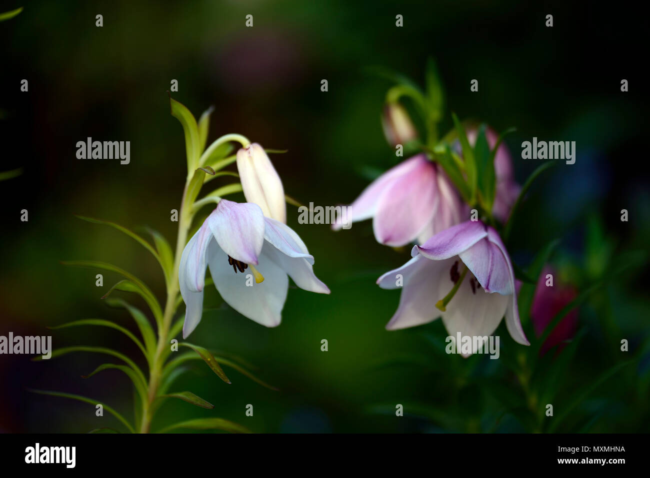 lilium mackliniae,Shirui,Siroi,lily,white,pink,species,lilies,naga form