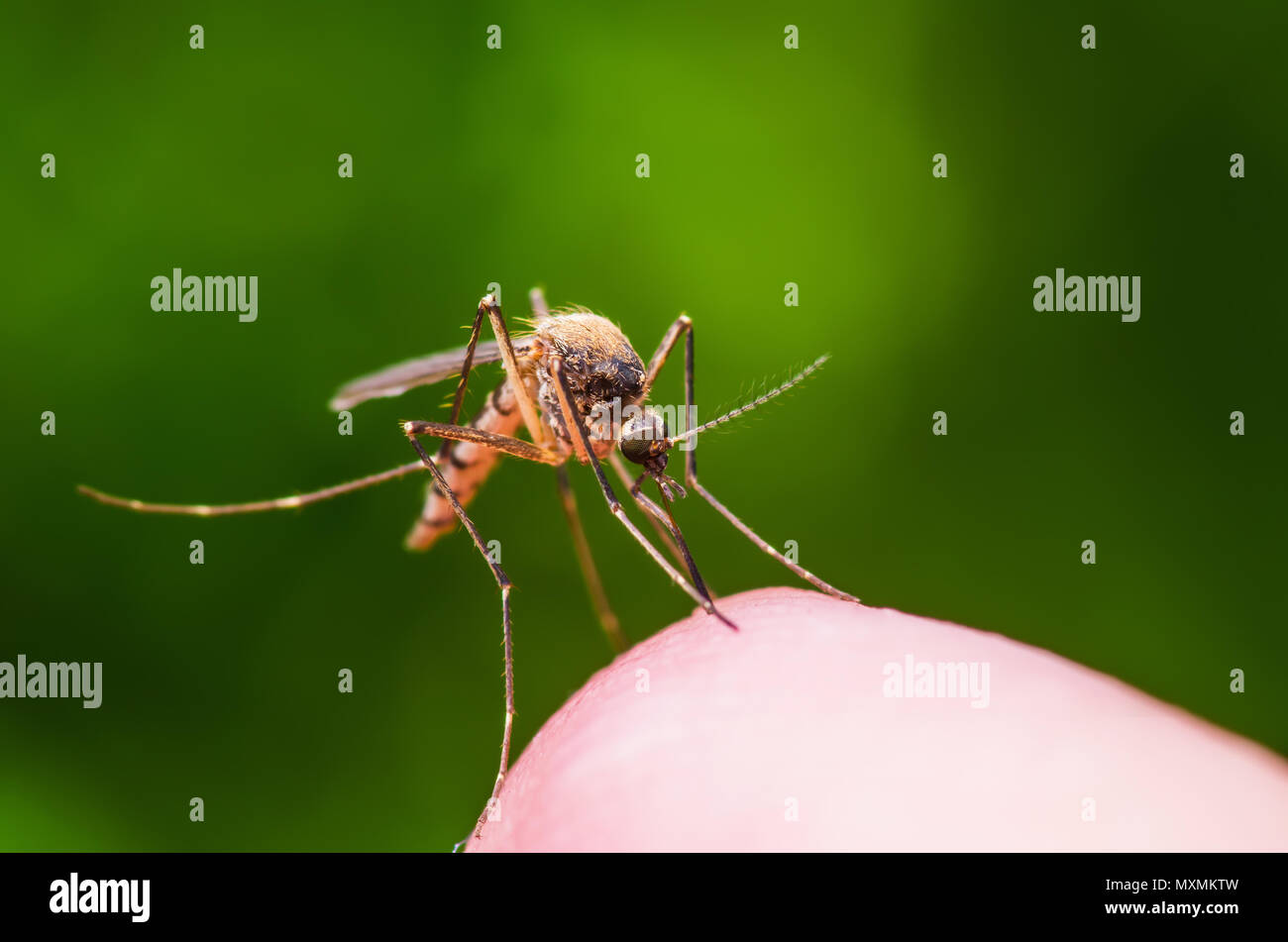 Yellow Fever, Malaria or Zika Virus Infected Mosquito Insect Macro on ...