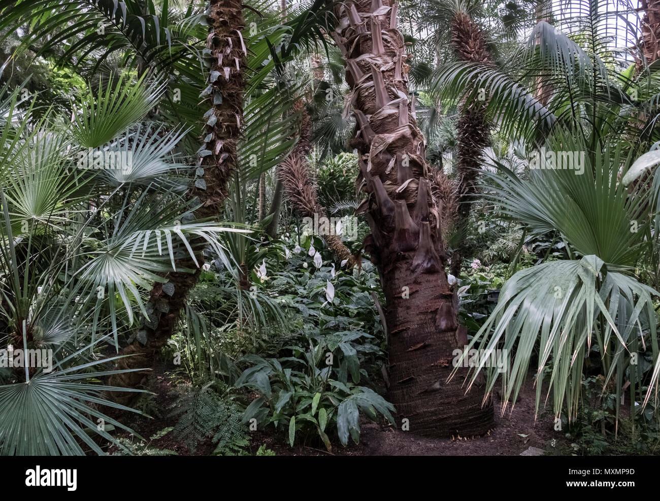 Palmengarten in May, a botanical garden located in Westend-Süd district, Frankfurt am Main, Hesse, Germany. Stock Photo