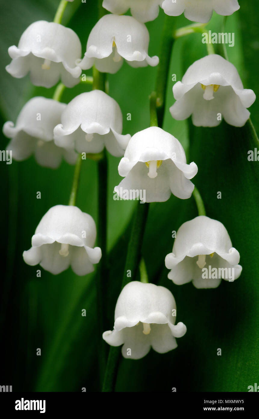 Lily of the valley or Convallaria majalis L Stock Photo