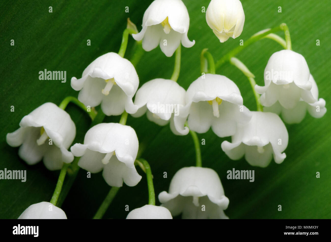 Lily of the valley or Convallaria majalis L Stock Photo