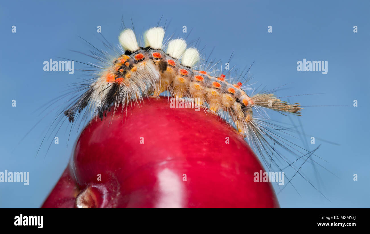 Unusual caterpillar of rusty tussock moth closeup. Orgyia antiqua