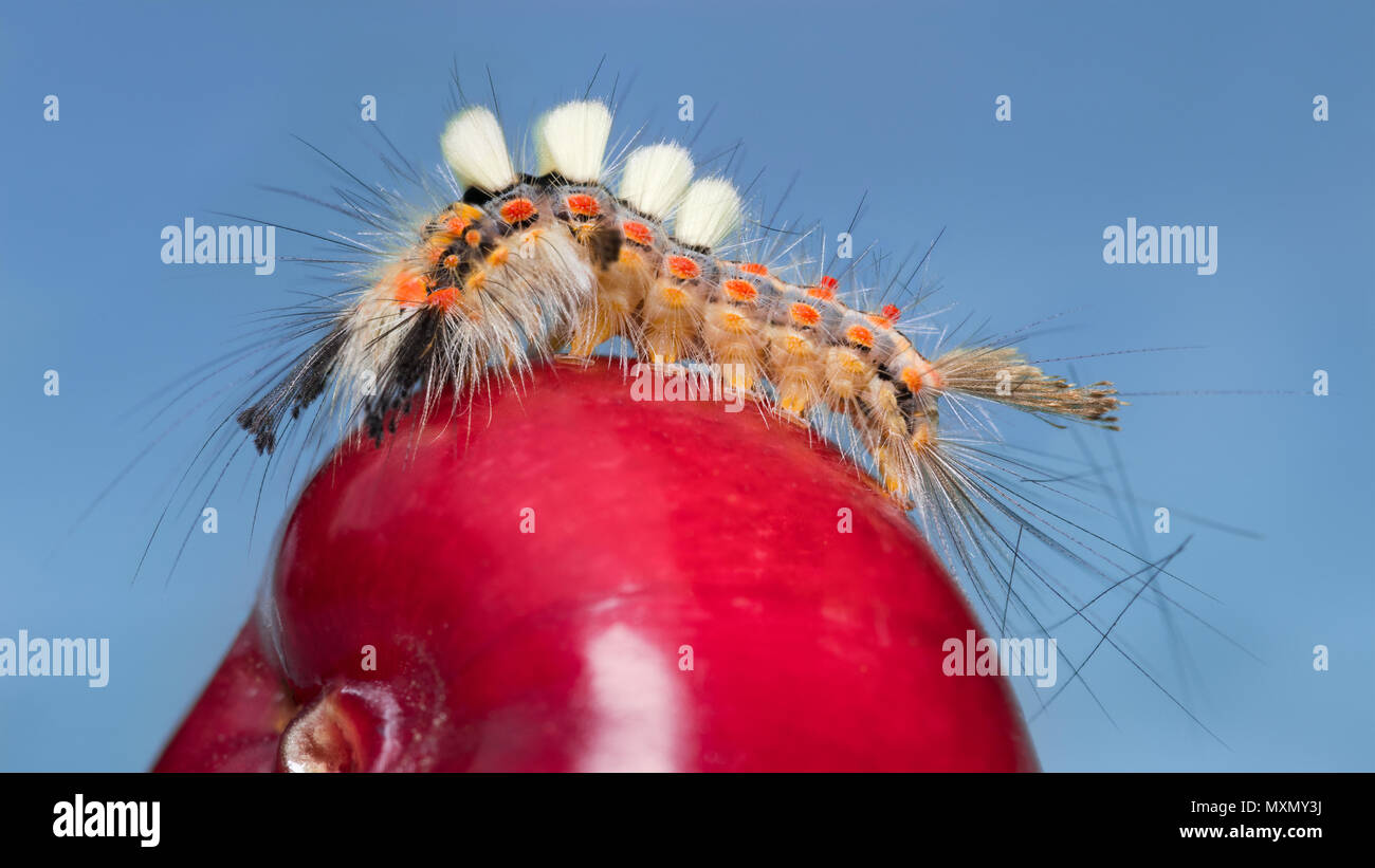 Unusual caterpillar of rusty tussock moth close-up. Orgyia antiqua. Bizarre hairy insect larva. Four clumps of hairs. Plant pest on a red cherry fruit. Stock Photo