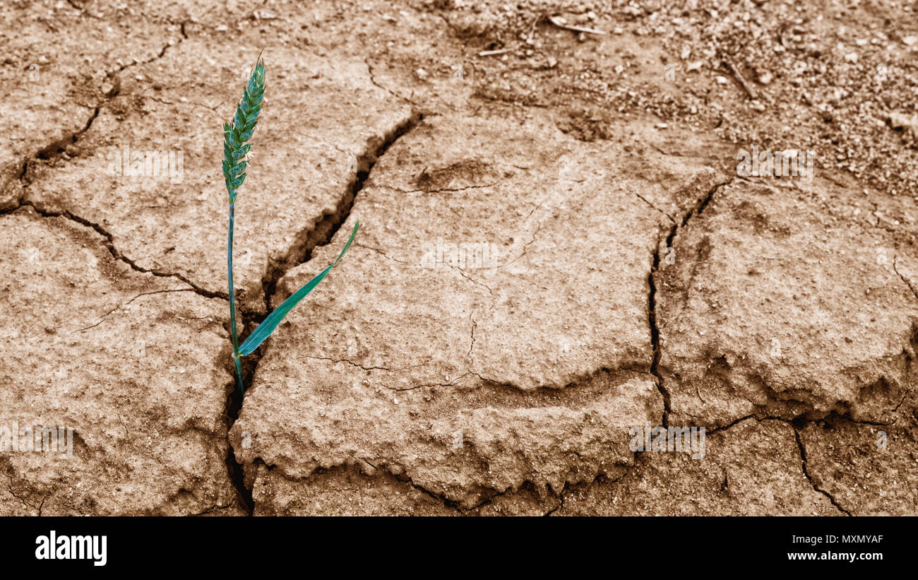 Wheat ear in dry cracked soil. Triticum aestivum. Single spike of green corn in damaged arid ground. Idea of hope and hardiness. Brown background. Stock Photo