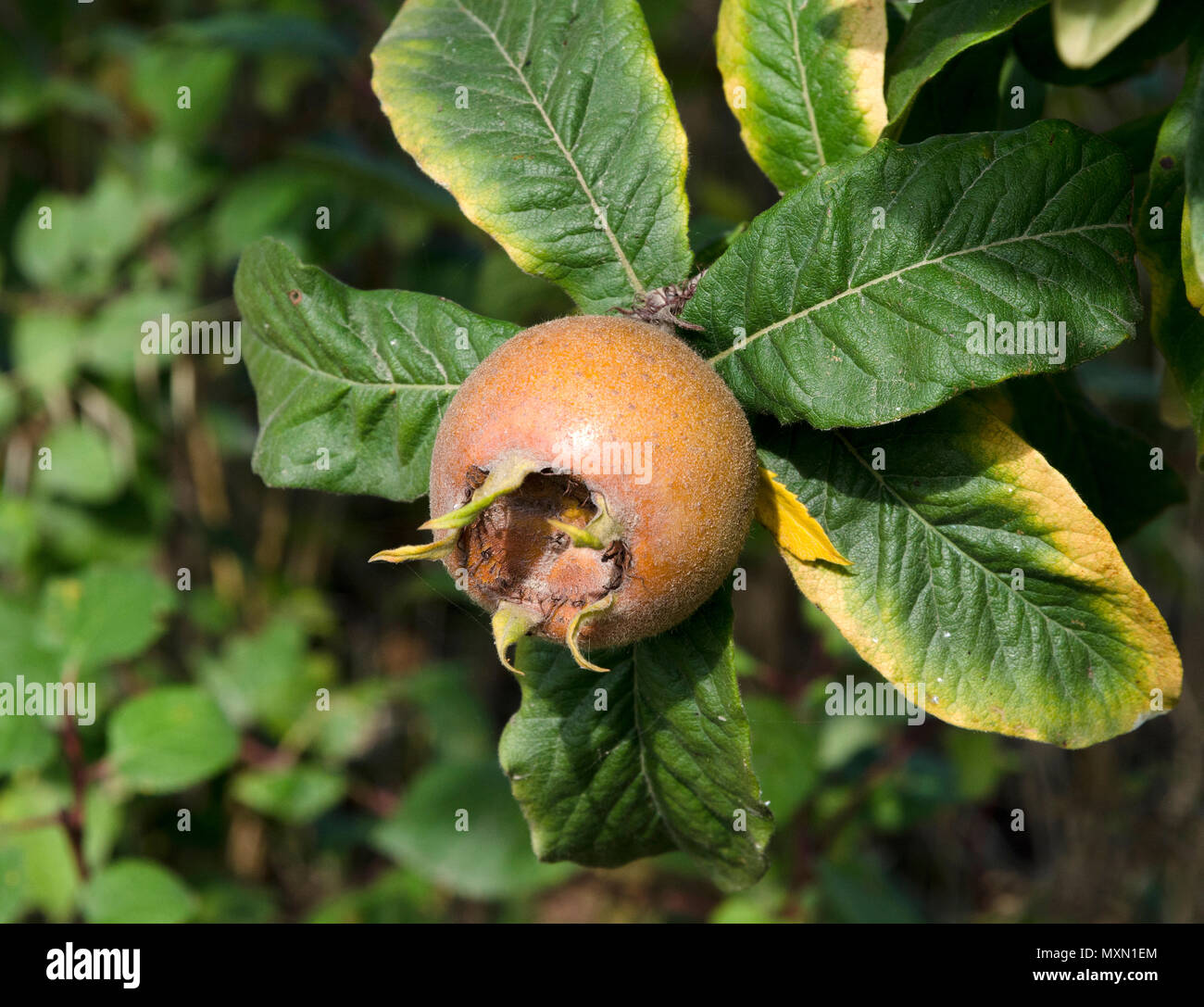 Italy, fruits of Piedmont: Langhe-Roero and Monferrato on the World Heritage List UNESCO: medlar or Mespilus germanica Stock Photo