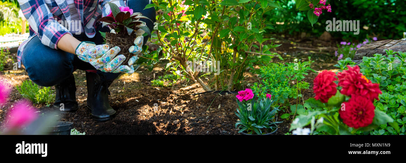 Beautiful female gardener holding a flowering plant ready to be planted in her garden. Gardening concept. Web banner. Landscape gardening business. Stock Photo