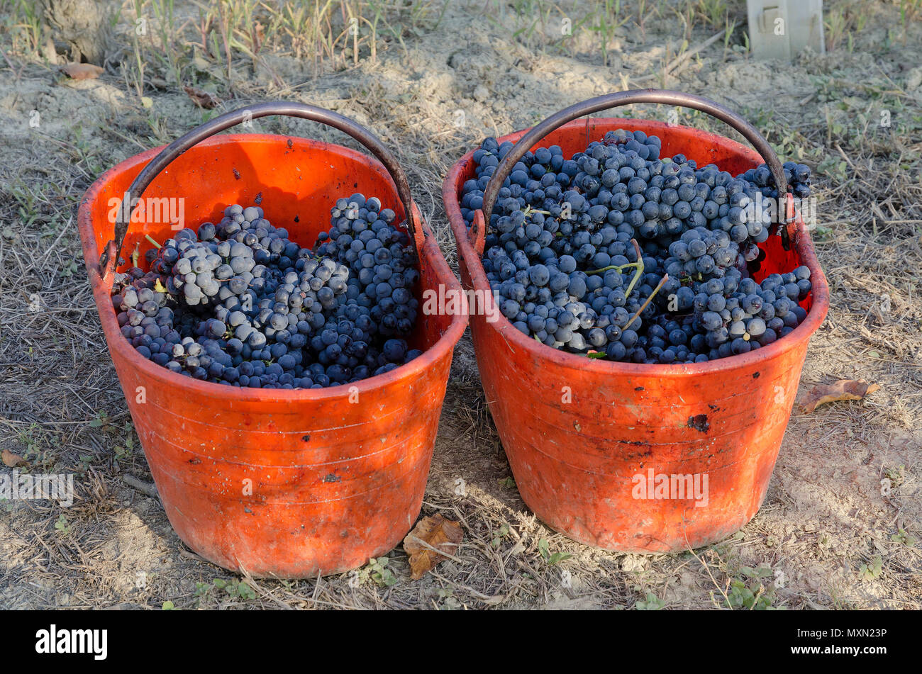 Italy, fruits of Piedmont: Langhe-Roero and Monferrato on the World Heritage List UNESCO. two basket of bunches of Barbera d'Asti Stock Photo