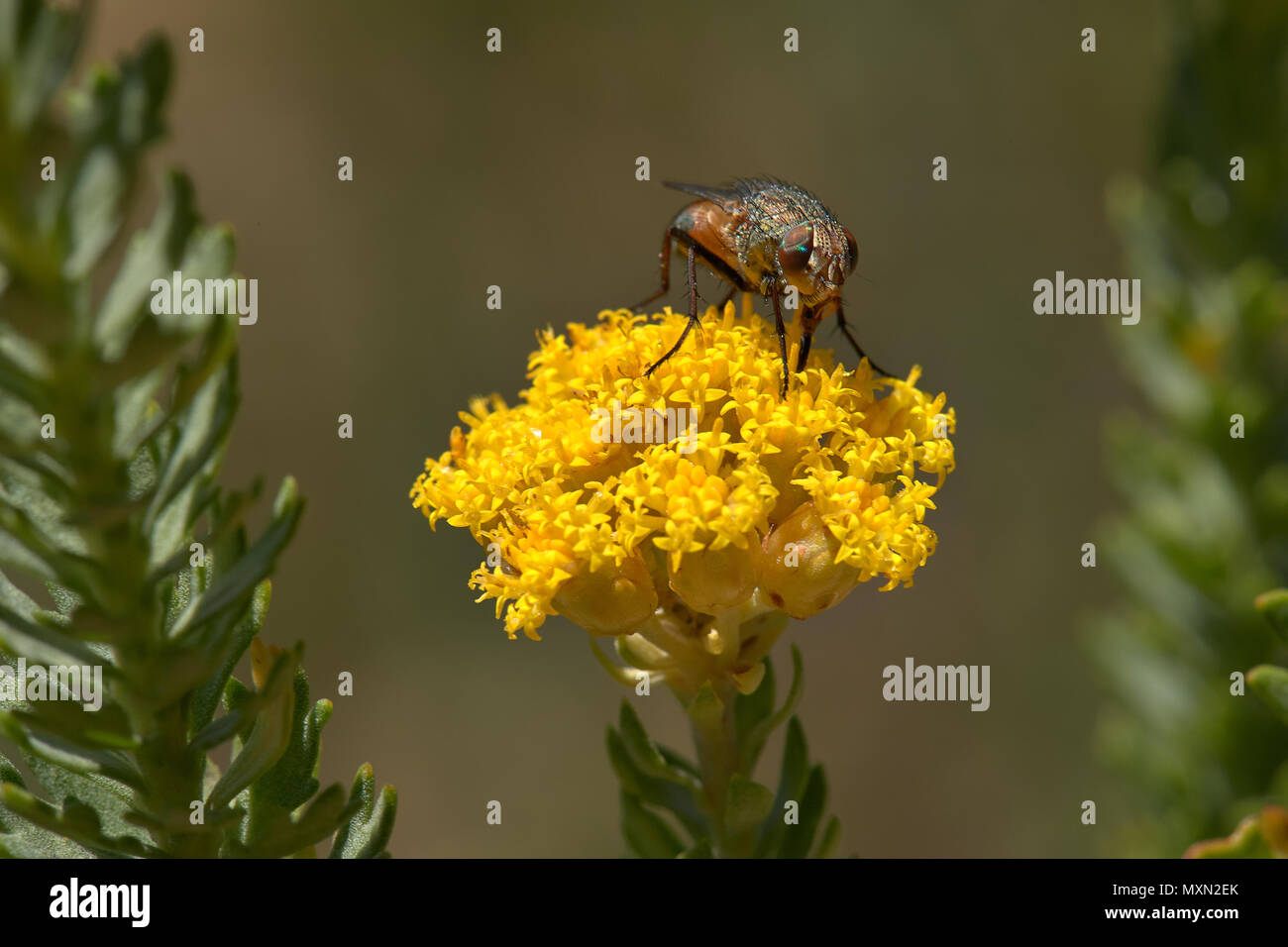 Fly pollinating stink weed Stock Photo Alamy