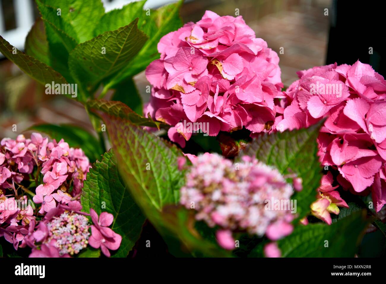 Pink Rhododendron bush in full blossom Stock Photo