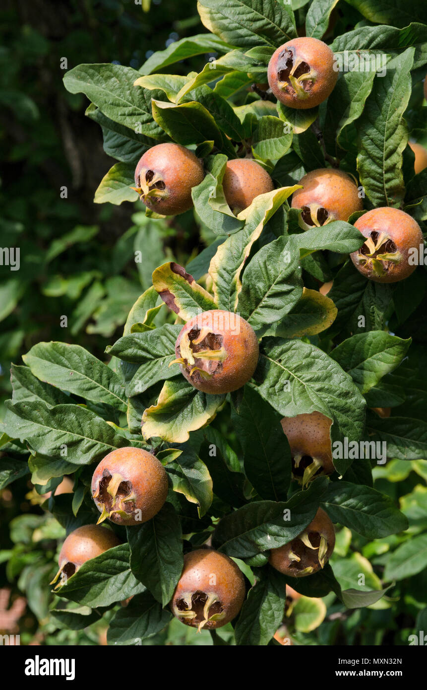 Italy, fruits of Piedmont: Langhe-Roero and Monferrato on the World Heritage List UNESCO: medlar or Mespilus germanica Stock Photo