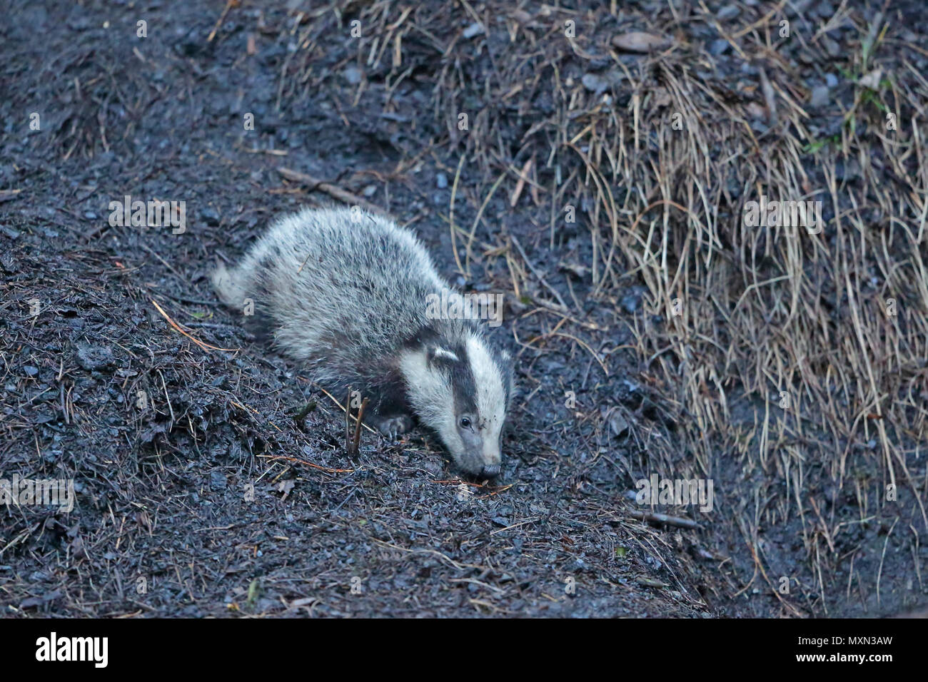 Badger cub near its sett in the Forest of Dean Stock Photo