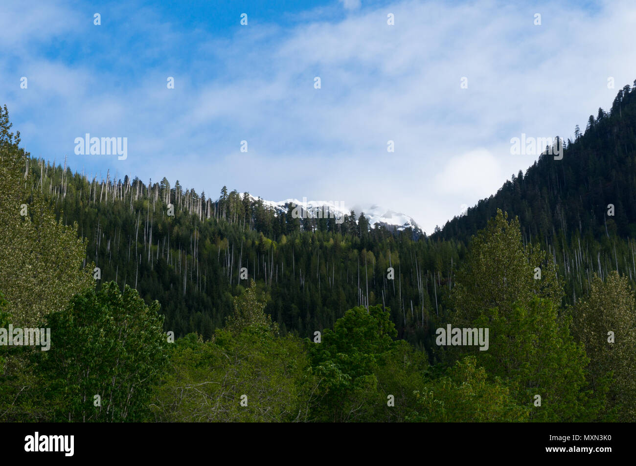 Peaking through trees hi-res stock photography and images - Alamy