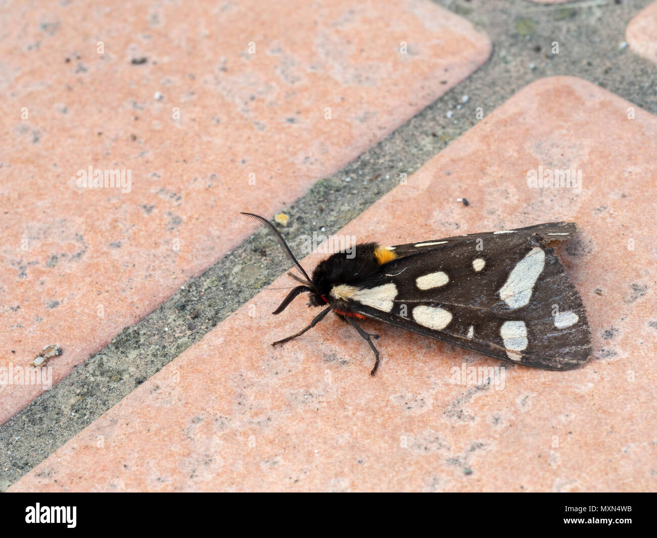 European moth. Cream spot tiger moth. Arctia villica. Stock Photo