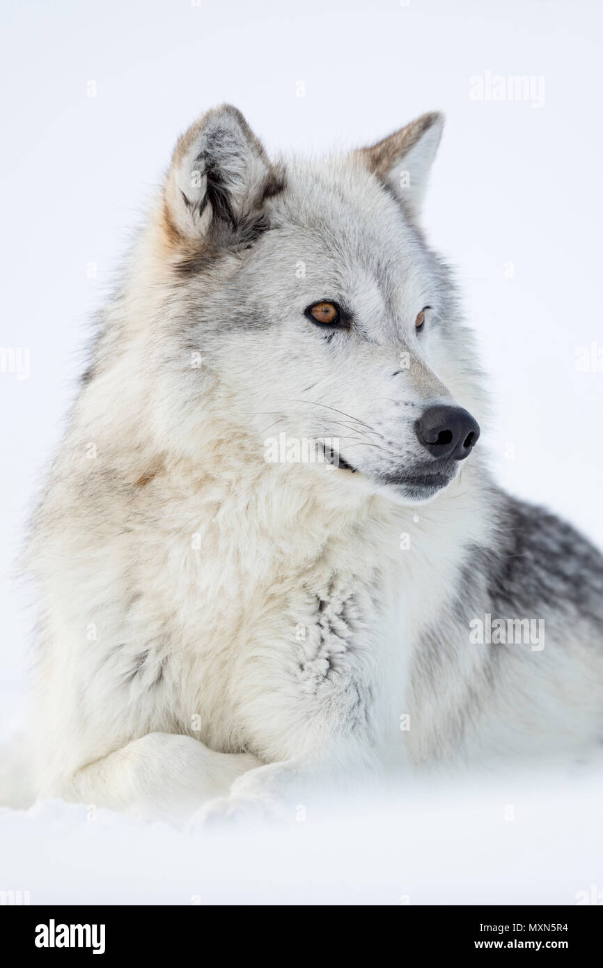 Gray Wolf / Wolf (Canis lupus) in winter, lying, resting in snow, white fur, watching aside, amber golden eyes, captive, Yellowstone area, Montana, US Stock Photo